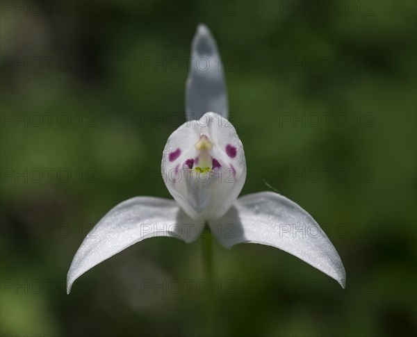 Little Pigeon Orchid (Codonorchis lessonii)