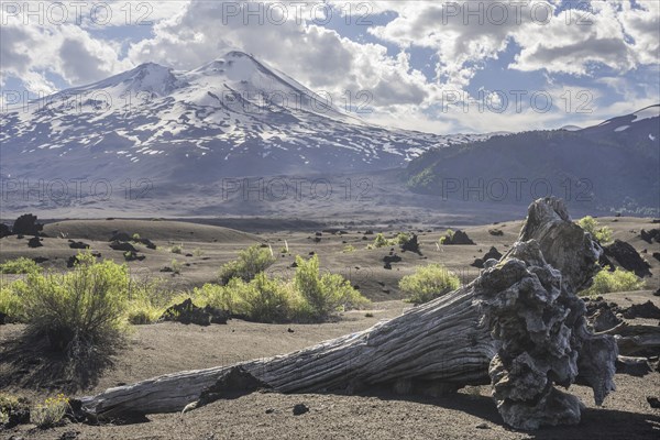 Dead tree and Llaima volcano