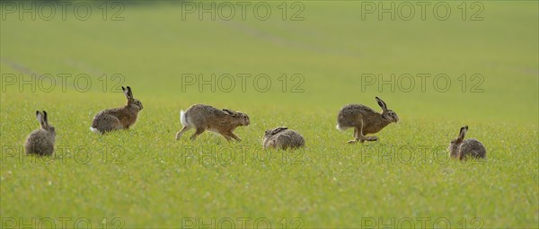 Six Hares (Lepus europaeus) on a green field in the mating season