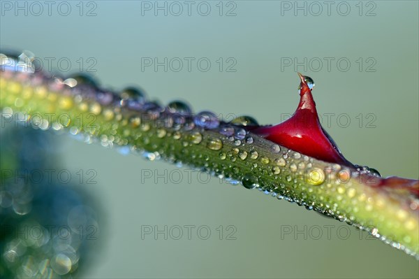 Branch of a Dog Rose (Rosa canina) covered with dew drops