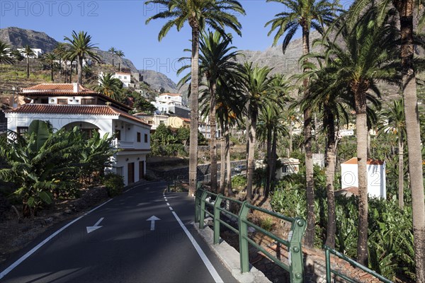 Street and palm trees