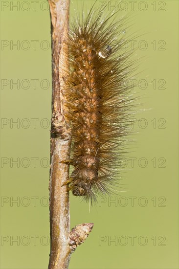 Caterpillar of the Muslin Moth (Diaphora mendica)