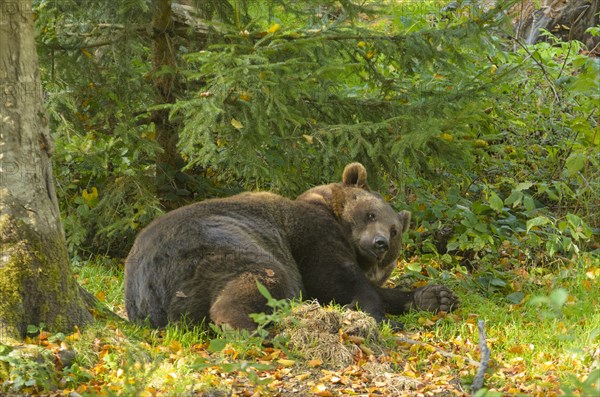Reclining European Brown Bear or Eurasian Brown Bear (Ursus arctos arctos) lifting its head