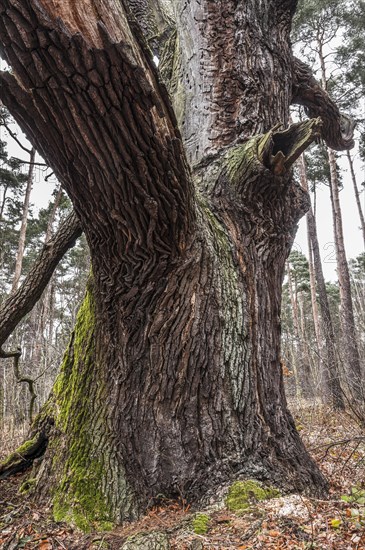Old English oak (Quercus robur)