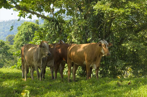 Cattle sheltering in the shade from the midday sun