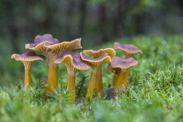 Yellowfoot fungus (Craterellus tubaeformis)