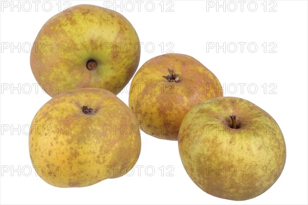 Apple variety Canada Reinette