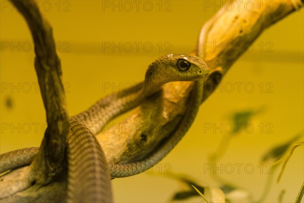 Boomslang (Dispholidus typus)