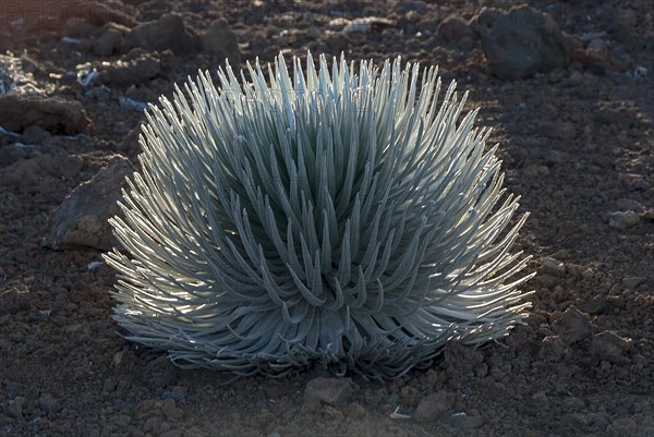Silversword (Argyroxiphium sandwicense) plant growing in the Haleakala crater