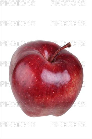 Apple variety Red Chief