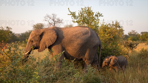 African elephants (Loxodonta africana)