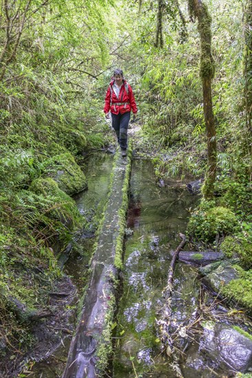 Hike to the Ventisquero Yelcho glacier through the cold rain forest