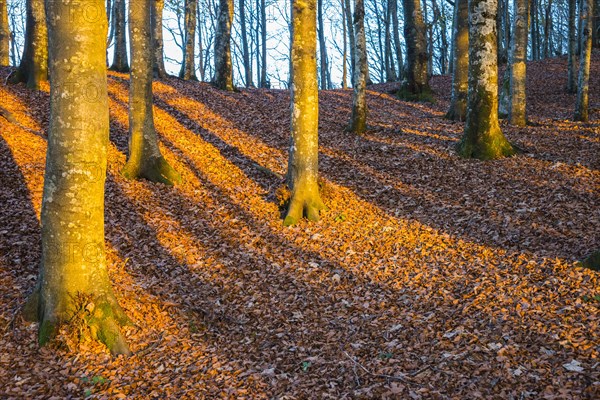Shadows of trunks on autumn leaves in evening light