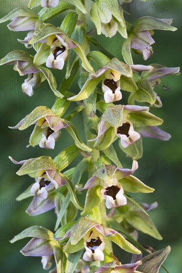 Broad-leaved Helleborine (Epipactis helleborine)