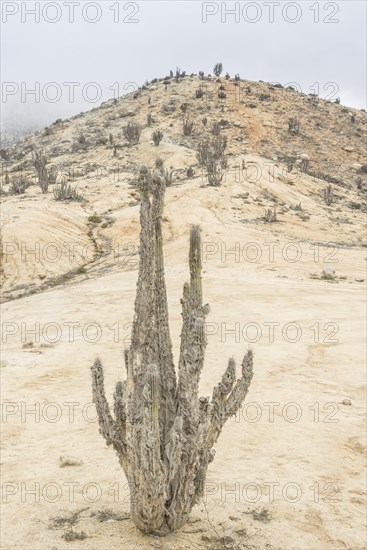 Copao Cactus (Eulychnia breviflora