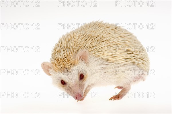 Four-toed Hedgehog or African Pygmy Hedgehog (Atelerix albiventris)
