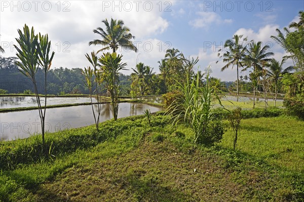 Rice terraces at Pura Gunung Kawi Temple
