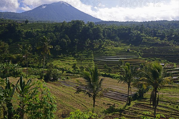 The famous rice terraces of Jatiluwih