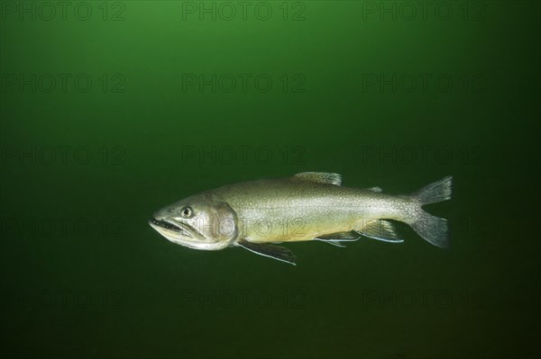 Brook trout (Salvelinus fontinalis)