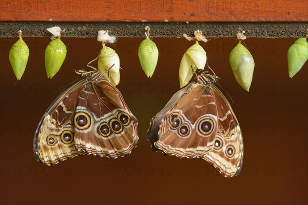 Helenor Morpho (Morpho helenor)