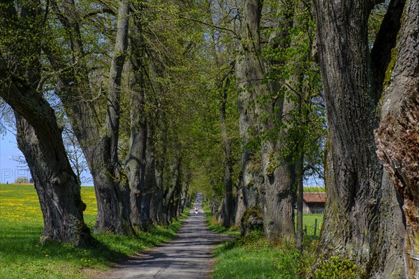 Kurfurstenallee