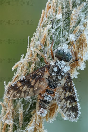 Ibis Fly (Atherix ibis)