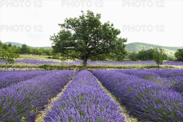 Lavender field