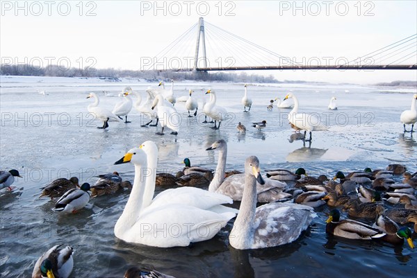 Swans and ducks on the river