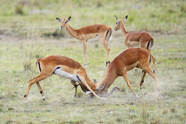 Impalas (Aepyceros melampus)