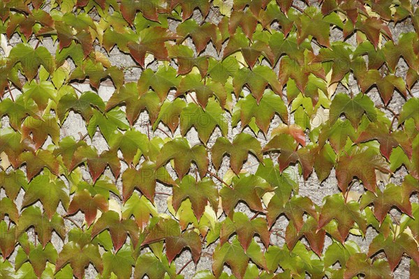 Japanese Creeper (Parthenocissus tricuspidata) on a wall