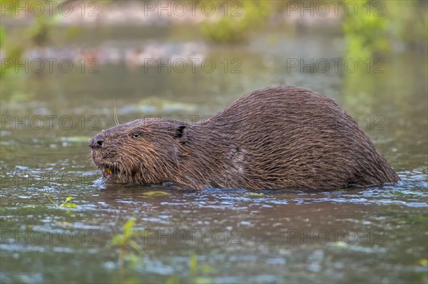 European Beaver (Castor fiber)