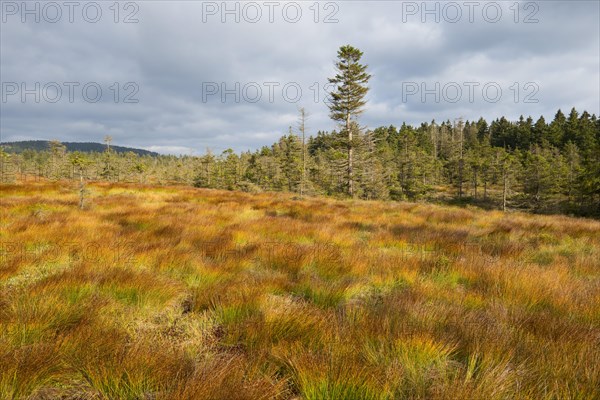 Bodebruch raised bog in autumn
