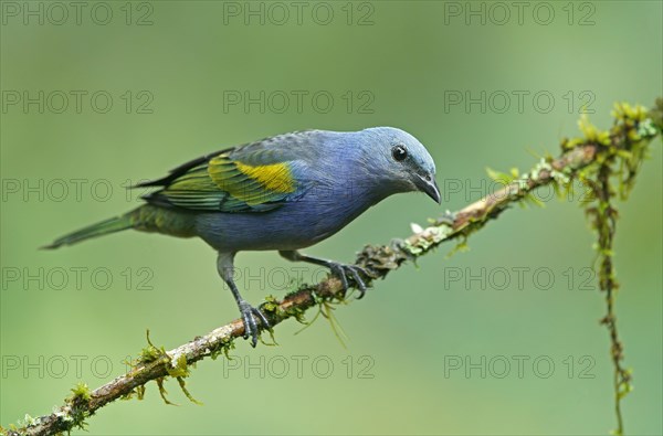 Golden-chevroned tanager (Thraupis ornata)