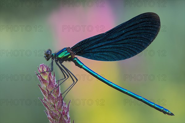 Beautiful Demoiselle (Calopteryx virgo)