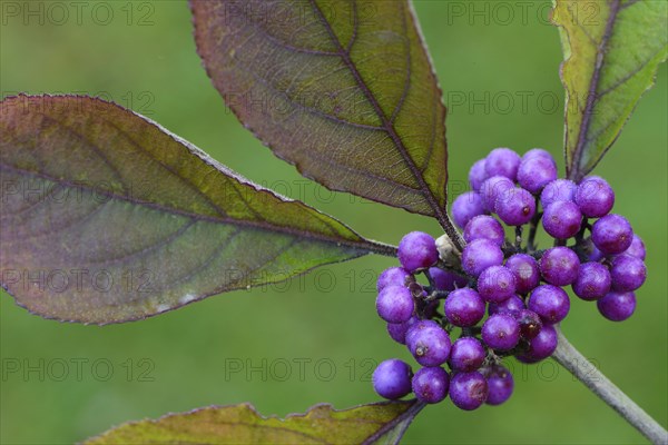 Bodinier's Beautyberry (Callicarpa bodinieri)
