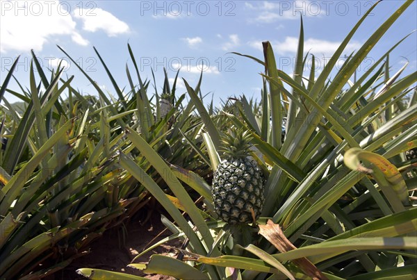 Unripe pineapple on a plantation