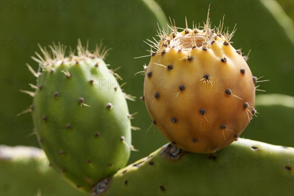 Prickly pears (Opuntia ficus-indica)