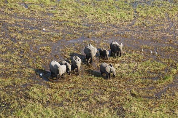 African Elephants (Loxodonta africana)