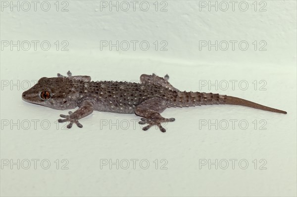 Tenerife Gecko (Tarentola delalandii)