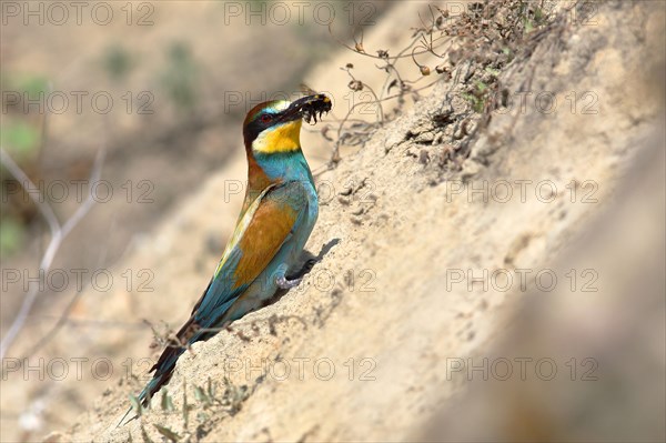 European bee-eater (Merops apiaster) with prey sits at the breeding wall