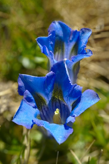 Clusius Gentian (Gentiana clusii)