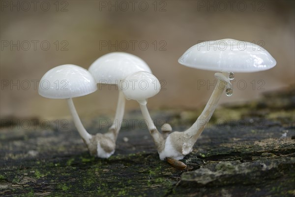 Porcelain Fungus (Oudemansiella mucida)