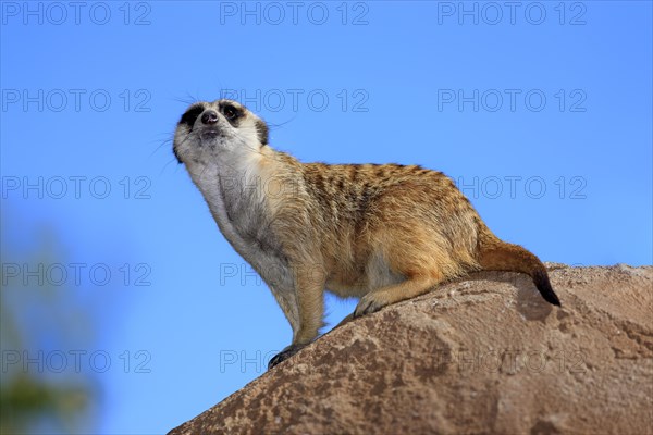 Meerkat (Suricata suricatta)