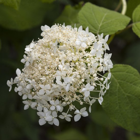 Smooth Hydrangea (Hydrangea arborescens 'Grandiflora')