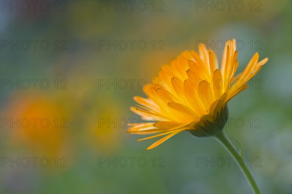 Marigold (Calendula officinalis)