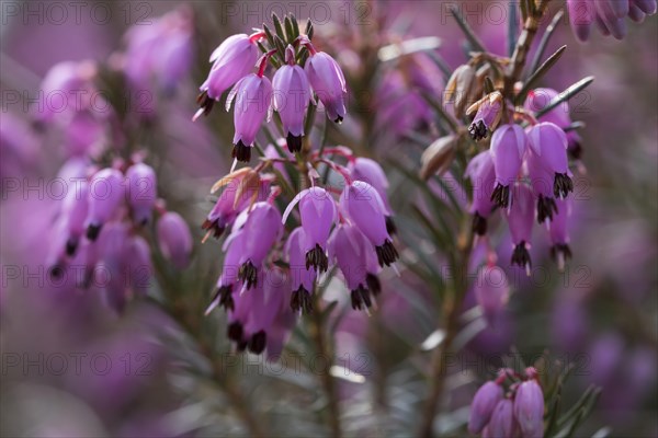 Winter heath (Erica carnea) flowers