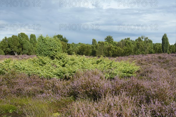 Heather in bloom in a juniper grove