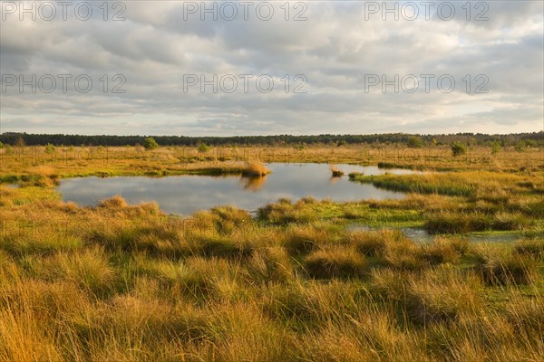 Moor in the evening light in autumn