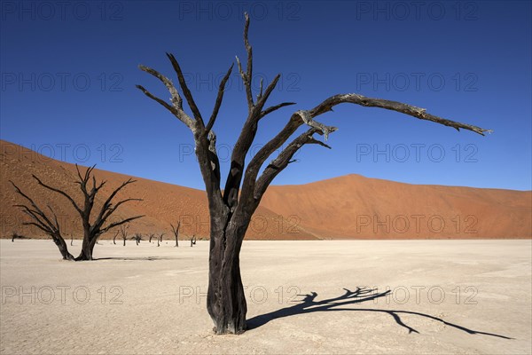 Dead Camel thorn trees (Vachellia erioloba)