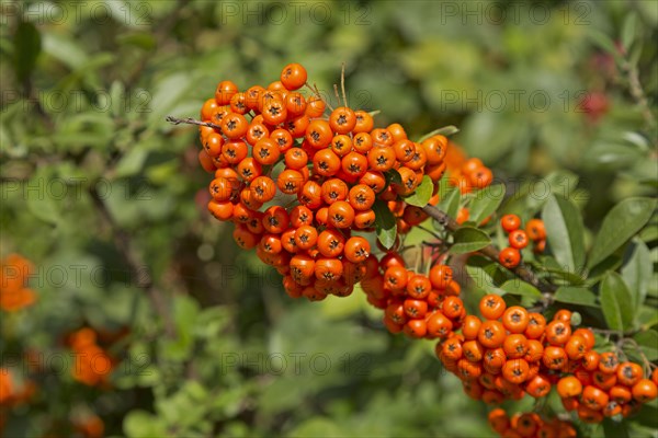 Scarlet firethorn (Pyracantha coccinea)
